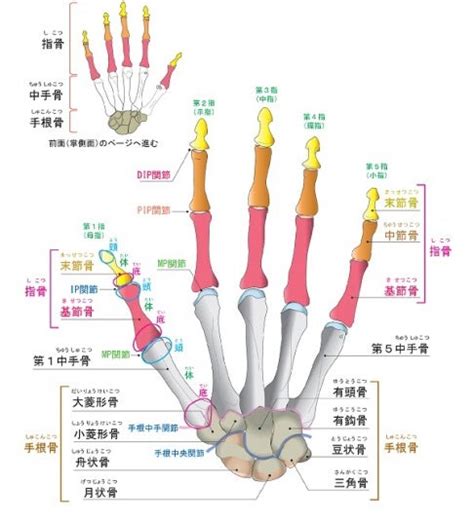 第一指節